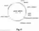 Fig. 12 - POLYPEPTIDES HAVING CELLULOLYTIC ENHANCING ACTIVITY AND POLYNUCLEOTIDES ENCODING SAME