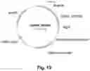 Fig. 13 - POLYPEPTIDES HAVING CELLULOLYTIC ENHANCING ACTIVITY AND POLYNUCLEOTIDES ENCODING SAME