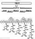 Fig. 22 - Methods for producing hybrid polyketide synthase genes and polyketides
