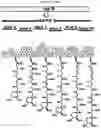 Fig. 23 - Methods for producing hybrid polyketide synthase genes and polyketides