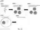 Fig. 29 - Methods and systems for droplet-based single cell barcoding