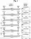 Fig. 02 - METHODS AND COMPOSITIONS FOR ENHANCING THE EFFICACY AND SPECIFICITY OF SINGLE AND DOUBLE BLUNT-ENDED siRNA