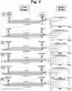 Fig. 03 - METHODS AND COMPOSITIONS FOR ENHANCING THE EFFICACY AND SPECIFICITY OF SINGLE AND DOUBLE BLUNT-ENDED siRNA