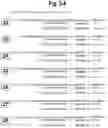 Fig. 07 - METHODS AND COMPOSITIONS FOR ENHANCING THE EFFICACY AND SPECIFICITY OF SINGLE AND DOUBLE BLUNT-ENDED siRNA