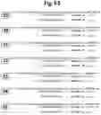 Fig. 08 - METHODS AND COMPOSITIONS FOR ENHANCING THE EFFICACY AND SPECIFICITY OF SINGLE AND DOUBLE BLUNT-ENDED siRNA