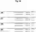 Fig. 09 - METHODS AND COMPOSITIONS FOR ENHANCING THE EFFICACY AND SPECIFICITY OF SINGLE AND DOUBLE BLUNT-ENDED siRNA