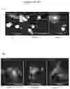 Fig. 10 - Exosomes and micro-ribonucleic acids for tissue regeneration