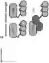 Fig. 15 - Platform of composable mammalian elements of transcription (COMET)