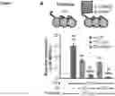 Fig. 19 - Platform of composable mammalian elements of transcription (COMET)