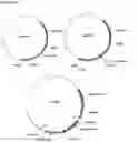 Fig. 07 - GENE TARGETING IN PLANTS USING A CHIMERIC MULTI DOMAIN RECOMBINATION PROTEIN