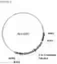 Fig. 08 - GENE TARGETING IN PLANTS USING A CHIMERIC MULTI DOMAIN RECOMBINATION PROTEIN