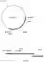Fig. 09 - GENE TARGETING IN PLANTS USING A CHIMERIC MULTI DOMAIN RECOMBINATION PROTEIN