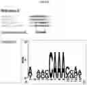 Fig. 30 - NOVEL PLANT-DERIVED CIS-REGULATORY ELEMENTS FOR THE DEVELOPMENT OF PATHOGEN-RESPONSIVE CHIMERIC PROMOTORS