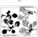 Fig. 49 - NOVEL PLANT-DERIVED CIS-REGULATORY ELEMENTS FOR THE DEVELOPMENT OF PATHOGEN-RESPONSIVE CHIMERIC PROMOTORS
