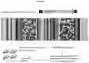 Fig. 08 - Recombinant adeno-associated virus capsids with enhanced human pancreatic tropism