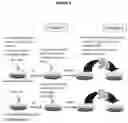 Fig. 09 - Recombinant adeno-associated virus capsids with enhanced human pancreatic tropism
