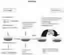 Fig. 13 - Recombinant adeno-associated virus capsids with enhanced human pancreatic tropism
