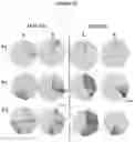 Fig. 14 - Recombinant adeno-associated virus capsids with enhanced human pancreatic tropism