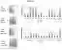Fig. 29 - Recombinant adeno-associated virus capsids with enhanced human pancreatic tropism