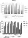 Fig. 37 - Recombinant adeno-associated virus capsids with enhanced human pancreatic tropism