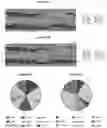 Fig. 51 - Recombinant adeno-associated virus capsids with enhanced human pancreatic tropism