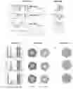 Fig. 55 - Recombinant adeno-associated virus capsids with enhanced human pancreatic tropism