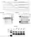 Fig. 64 - Recombinant adeno-associated virus capsids with enhanced human pancreatic tropism