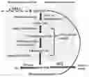 Fig. 01 - Recombinant algal microorganisms having increased lipid production, and methods of making and using the same