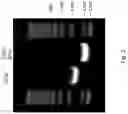 Fig. 03 - Method for producing RNA