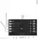 Fig. 24 - Method for producing RNA