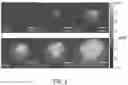 Fig. 05 - Methods and systems of characterizing and counting microbiological colonies