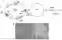Fig. 01 - Stable VAMP reporter assay