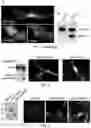 Fig. 03 - Stable VAMP reporter assay