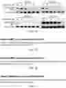 Fig. 08 - Stable VAMP reporter assay
