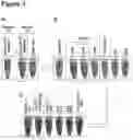 Fig. 05 - Use of anticoagulants in the polymerase chain reaction