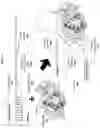 Fig. 08 - Allergen detection
