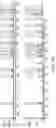 Fig. 24 - Modified multiplex and multistep amplification reactions and reagents therefor