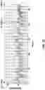 Fig. 13 - Hairpin loop method for double strand polynucleotide sequencing using transmembrane pores