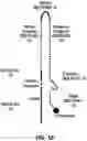 Fig. 19 - Hairpin loop method for double strand polynucleotide sequencing using transmembrane pores