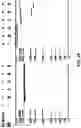Fig. 25 - Hairpin loop method for double strand polynucleotide sequencing using transmembrane pores