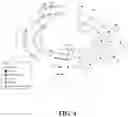 Fig. 05 - TRPC6 involved in glomerulonephritis