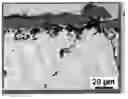 Fig. 01 - NICKEL AND CHROME BASED IRON ALLOY HAVING ENHANCED HIGH TEMPERATURE OXIDATION RESISTANCE