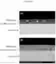 Fig. 02 - Surface treated steel sheet