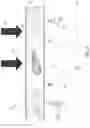 Fig. 04 - Gas turbine combustor having a plurality of angled vanes circumferentially spaced within the combustor