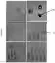 Fig. 06 - Transparent Projectile Proof Panels, Devices and Methods