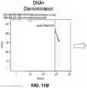 Fig. 28 - METHODS AND DEVICES FOR MULTI-STEP CELL PURIFICATION AND CONCENTRATION