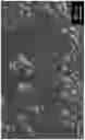 Fig. 05 - Stimuli responsive microsphere composites