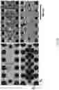 Fig. 25 - Method for organizing individual molecules on a patterned substrate and structures assembled thereby