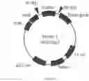 Fig. 02 - Antibody, composite, detection device and method using same