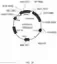 Fig. 03 - Antibody, composite, detection device and method using same